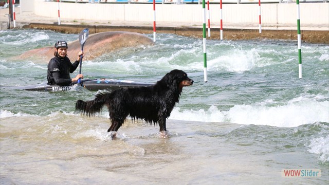 Milou wartet auf sein Herrchen